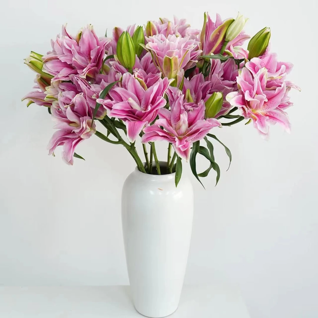 【小阿阮优选】A级鲜花 重瓣香水百合#西亚拉# 新鲜直采 空运包邮