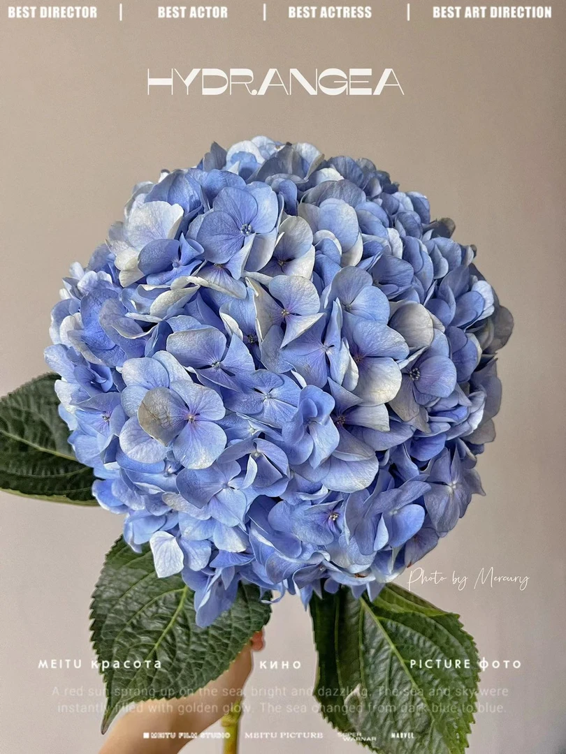 【小阿阮优选】A级单瓣绣球鲜花【青花瓷】 云南直发 顺丰冷链包邮
