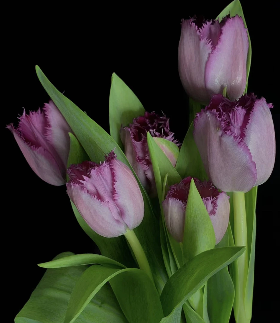 【小阿阮】A级 #克里苏郁金香#毛边紫轻奢梦幻家庭鲜插花 顺丰直发