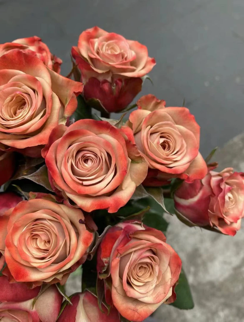 【小阿阮】A级单头玫瑰「卡布奇诺」复古轻奢玫瑰家居装饰顺丰空运