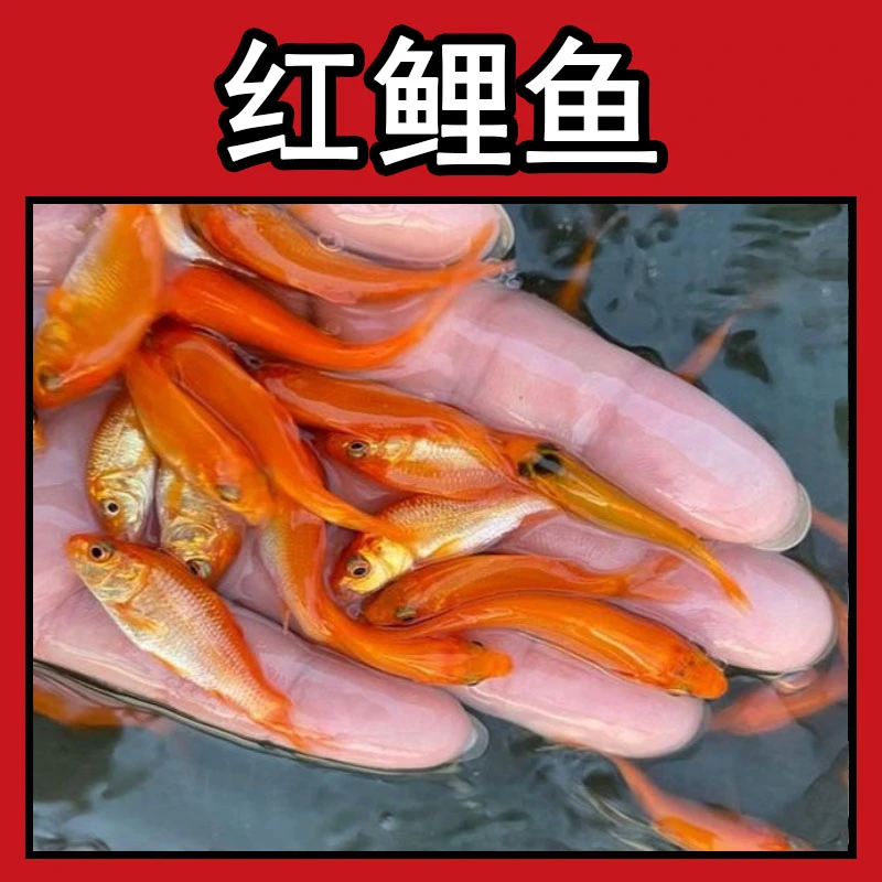 兴国红鲤鱼苗可食用淡水活体养殖鱼苗荷包红鲤鱼