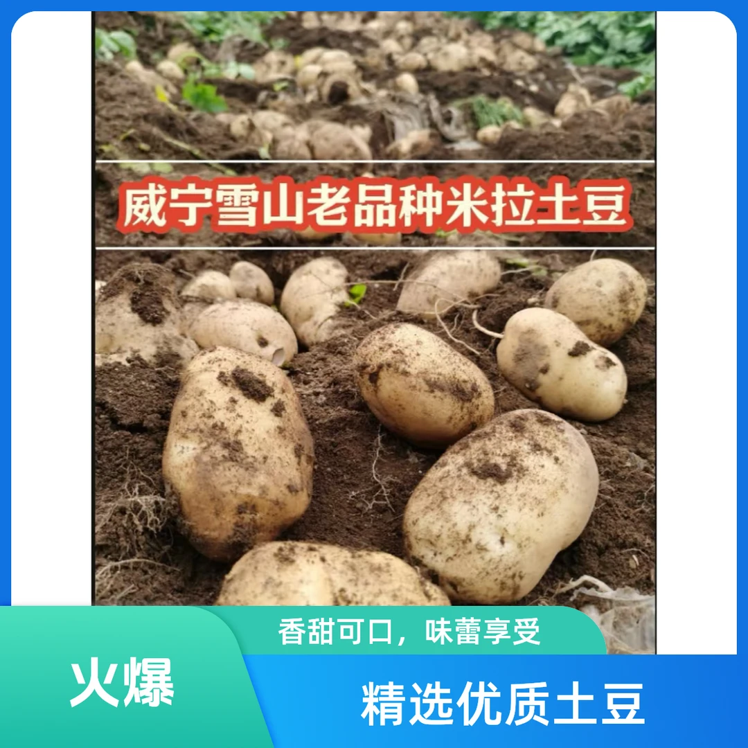 正宗威宁雪山老品种米拉土豆粉面香糯回味甜小时候味道10斤装