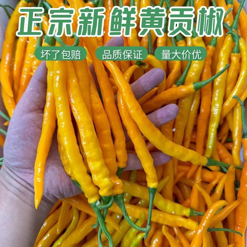 衡东正宗三樟黄贡椒新鲜黄辣椒酱原产地直供现摘现发餐饮饭店包邮