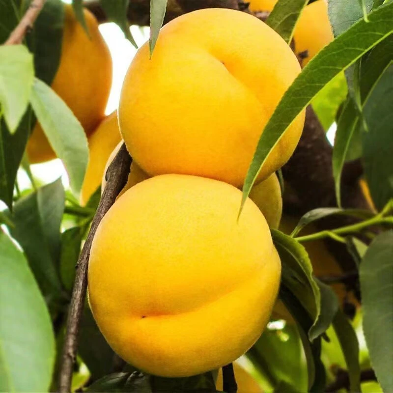 果屯沂蒙山东蒙阴黄毛桃4斤 京东快递