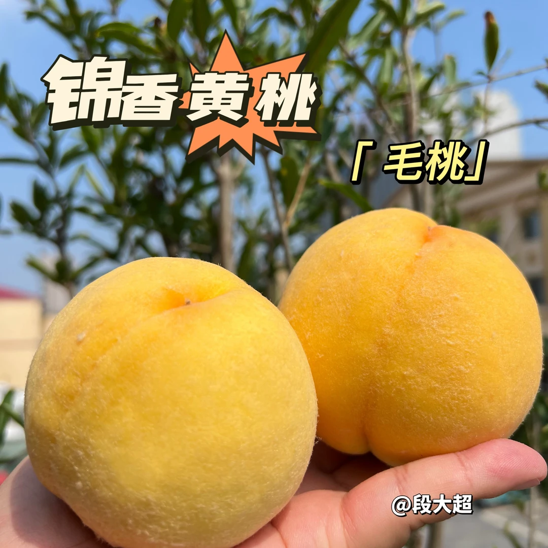【段大超推荐】山东蒙阴锦香黄毛桃夏日尝鲜 4.5斤 京东快递包邮