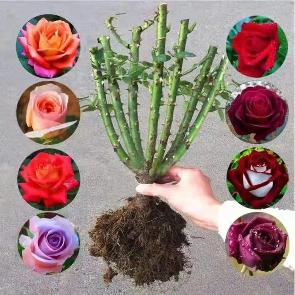 【拍一发六】玫瑰花苗四季开花室内外绿植盆栽花卉阳台观花植物