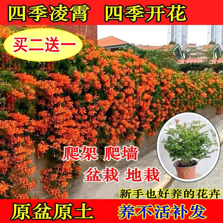 【凌霄花苗盆栽】四季爬墙藤本植物大花浓香庭院阳台四季种植