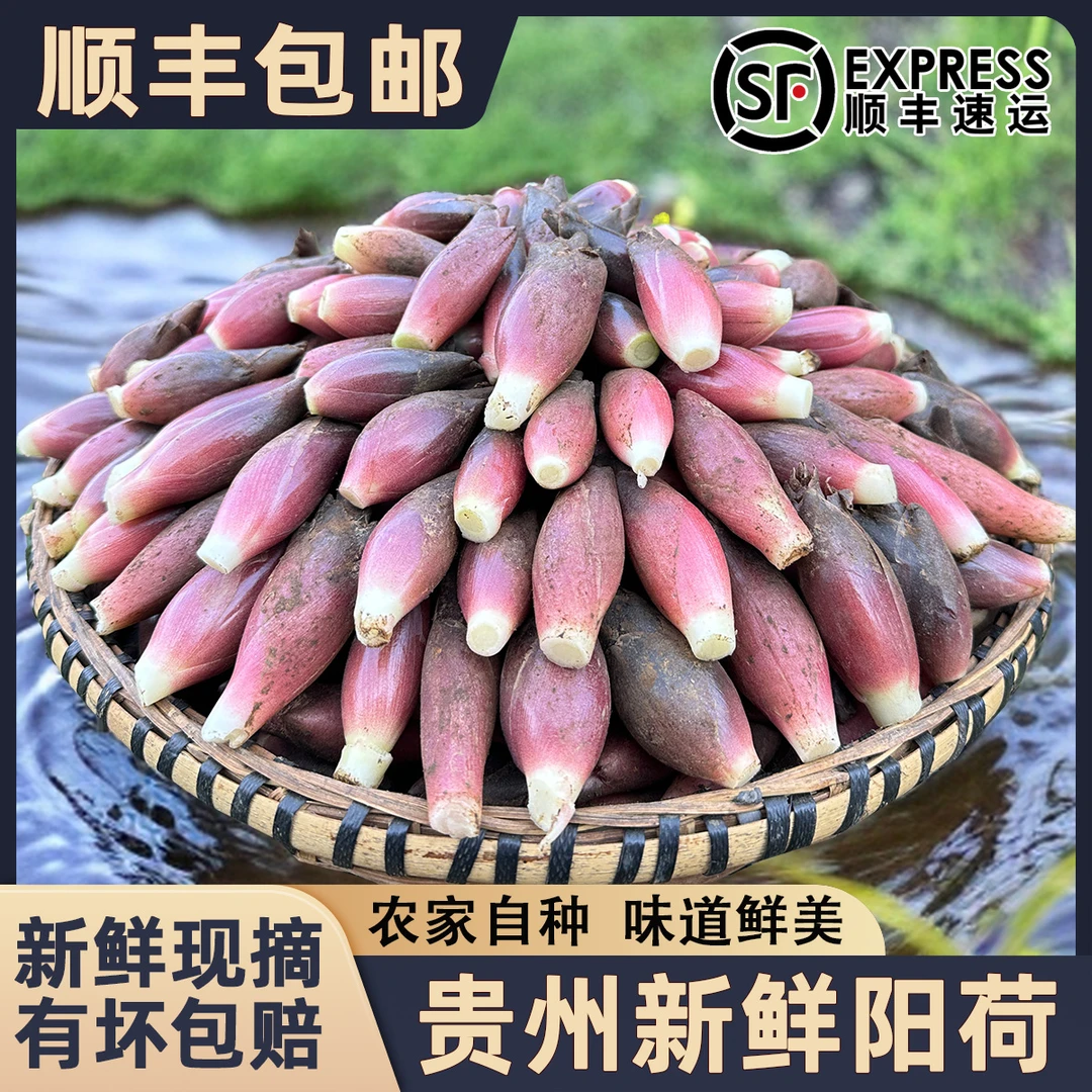 贵州新鲜阳荷杨荷洋现摘现发嫩杨荷洋姜美味特产凉拌