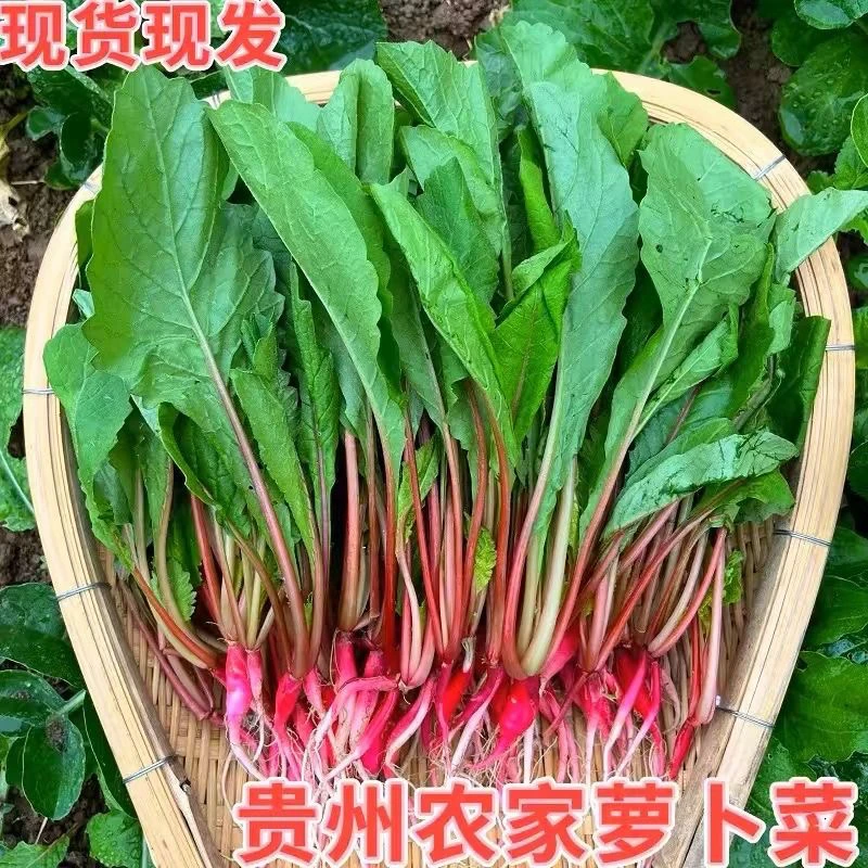 贵州高山新鲜蔬菜萝卜菜萝卜缨子当季可做酸菜泡菜