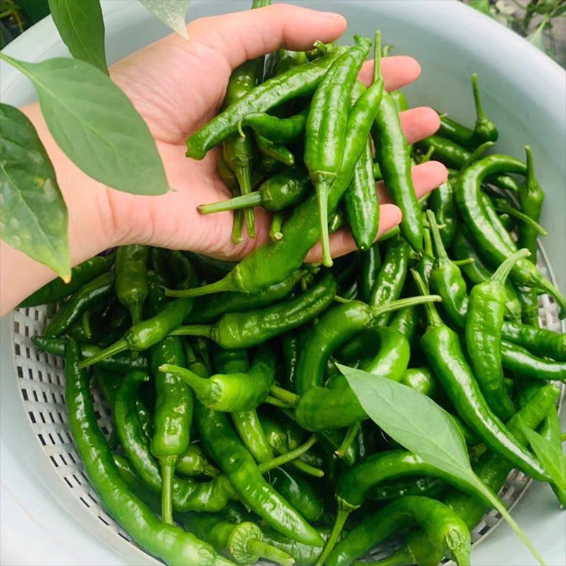 贵州高山露天种植秋辣椒微辣泥鳅辣椒嫩辣椒小辣椒