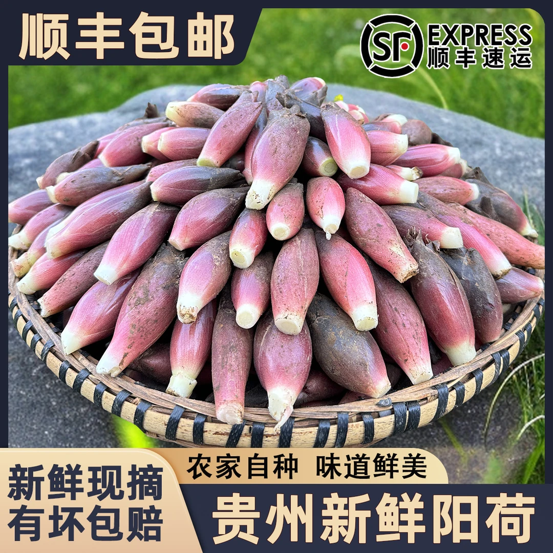 贵州洋荷姜新鲜野生阳荷杨荷贵州特产农家美味泥现摘鲜嫩0.5-4斤