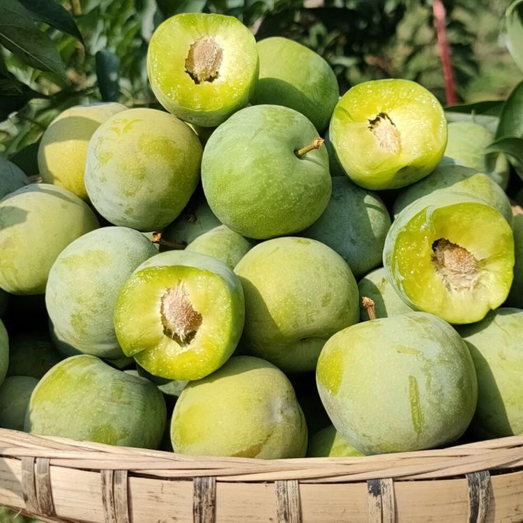 贵州脱骨李青李子当季青脆李空心土李子孕妇水果脆甜新鲜批发