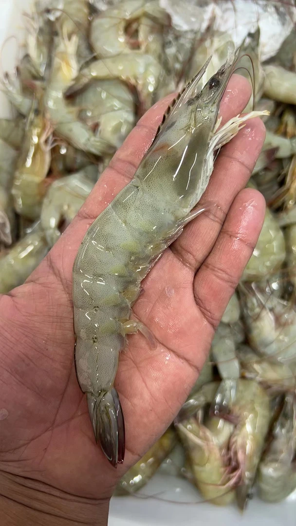 【南美白对虾】渤海湾海捕野生(南美白虾)肉质紧实好吃塘沽码头直发
