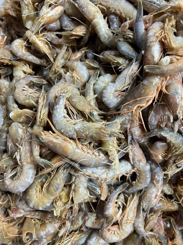 渤海湾野生铁皮虾(伤断残铁皮虾)介意勿拍!