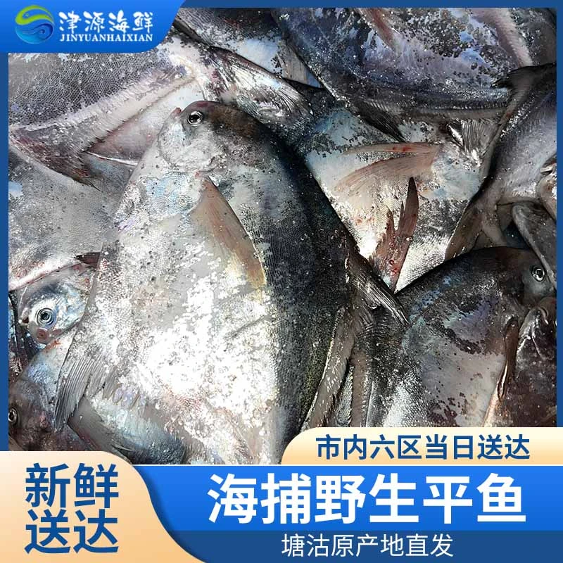 【塘沽本地平鱼】天津塘沽本地野生大平鱼（4两～1斤）塘沽下船当日达