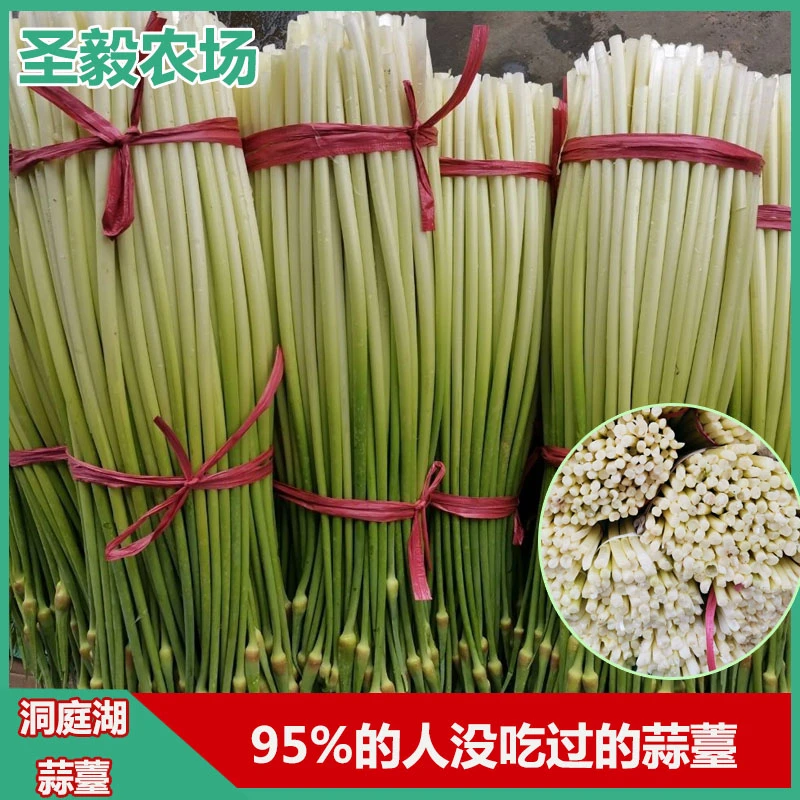益阳蒜苗湖南本地蒜苔新鲜应季新鲜蔬菜洋蒜苗白帽红帽蒜苔1斤