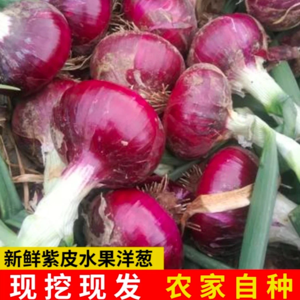 河南本地露天种植紫皮洋葱鲜嫩多汁现挖现发3-5装包邮