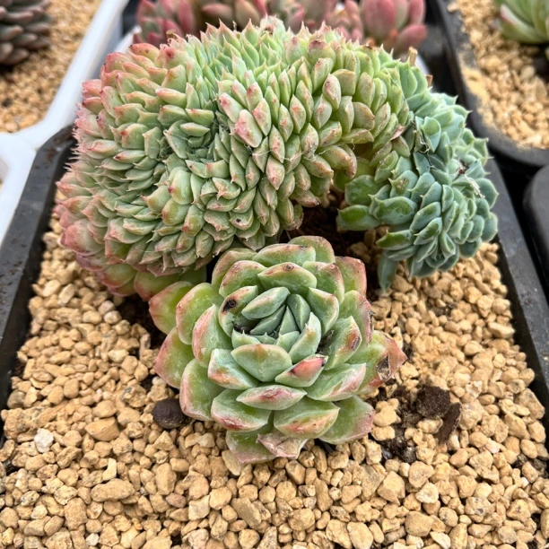 御秀园艺 香妃缀化多肉植物