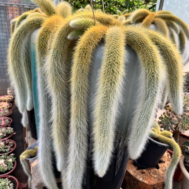 御秀花卉 九尾狐多肉 尾长125cm不带盆发货