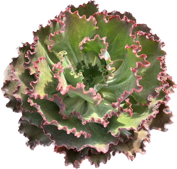 青山御秀  女王花笠 舞会红裙包菜多肉植物