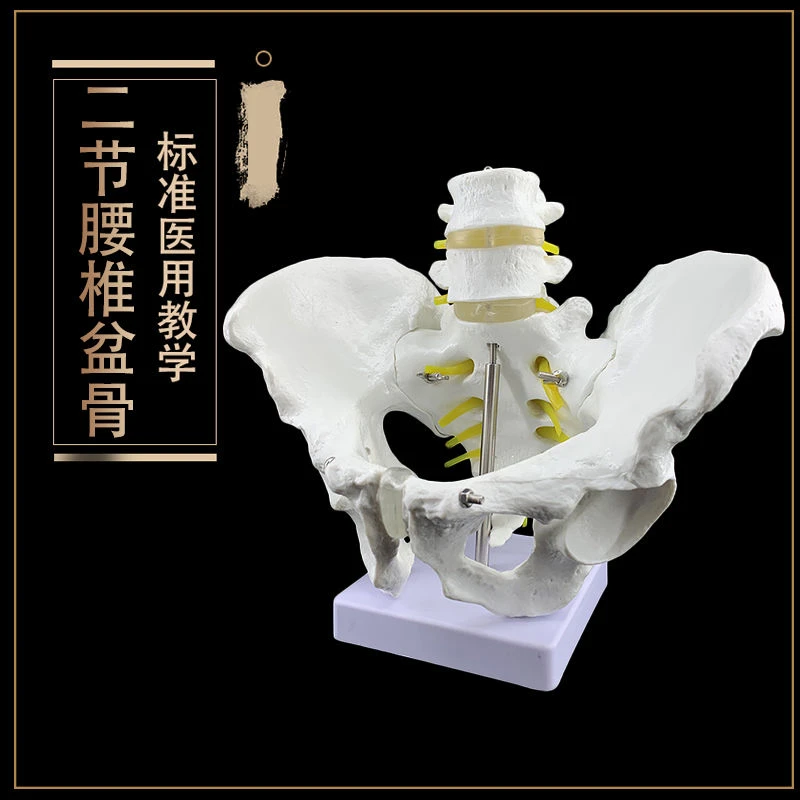 小型骨盆带五节腰椎模型 人体盆骨骨骼解剖标本教学模具 骨科教学