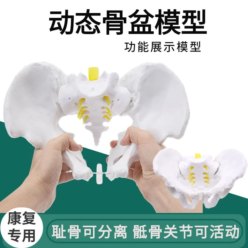 女性盆骨动态女性腰椎骨盆骨骼男性骨盆关节可活动教具孕产后康复