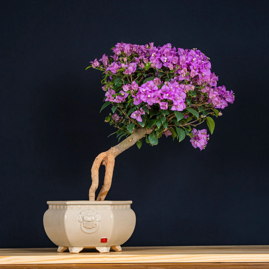 【艺景园-多姿多彩】三角梅通用链接一物一拍花卉观赏截图为准（980）