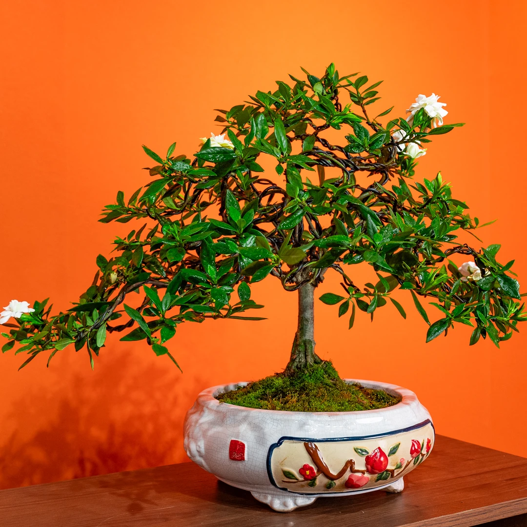 【艺景园-林燕】通用链接一物一拍茶桌办公室 盆景艺术精品盆景