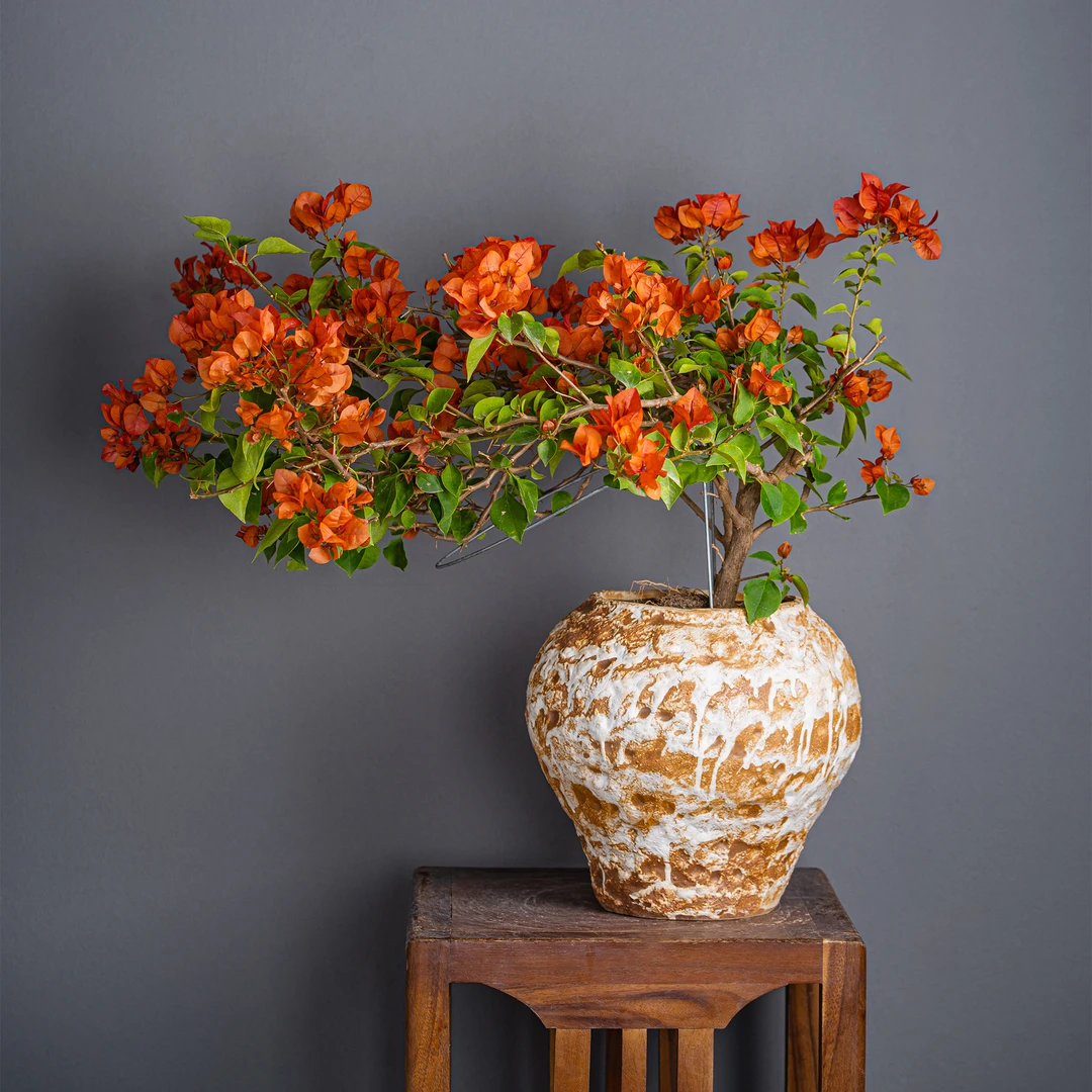 【艺景园-多姿多彩】三角梅通用链接一物一拍 花色鲜艳截图为准（86）