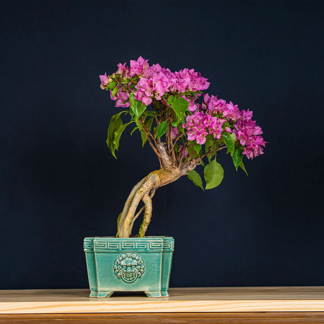 【艺景园-家琪】三角梅通用链接一物一拍 高端盆景 截图为准（1280）