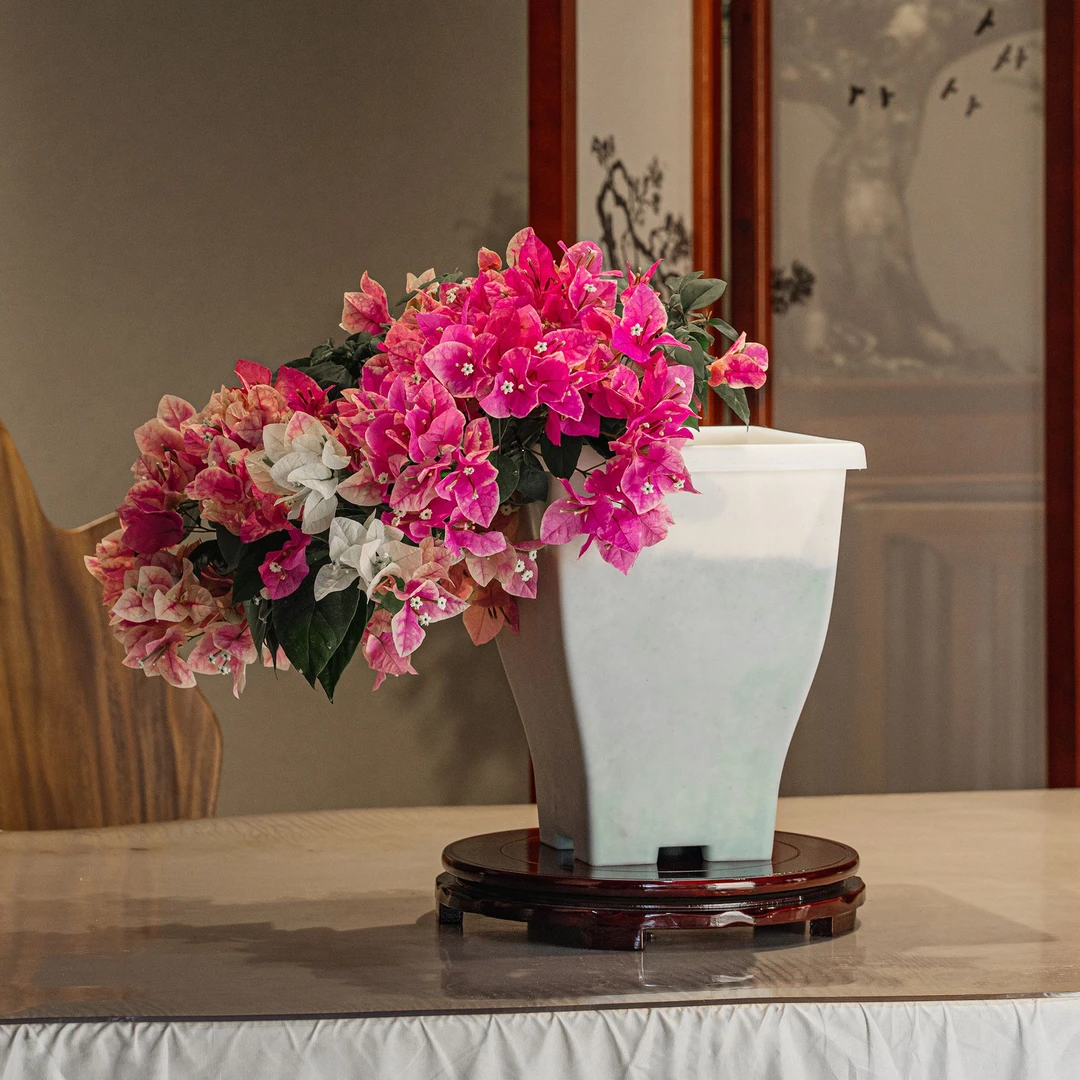 【艺景园-立娜】三角梅通用链接一物一拍勤花花色艳丽截图为准（580）