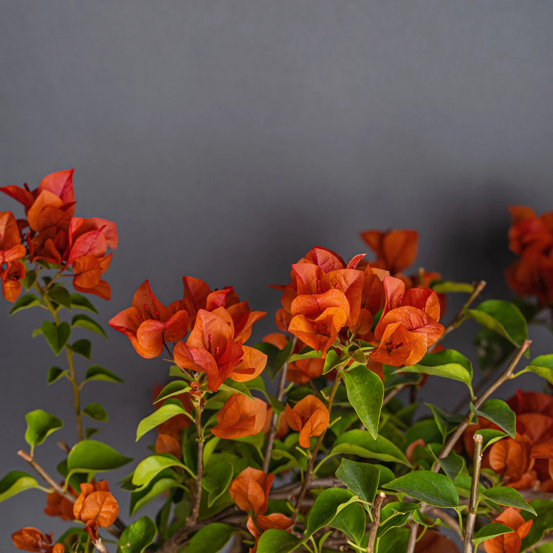 【艺景园-家琪】三角梅通用链接一物一拍 勤花开放 截图为准（10000）