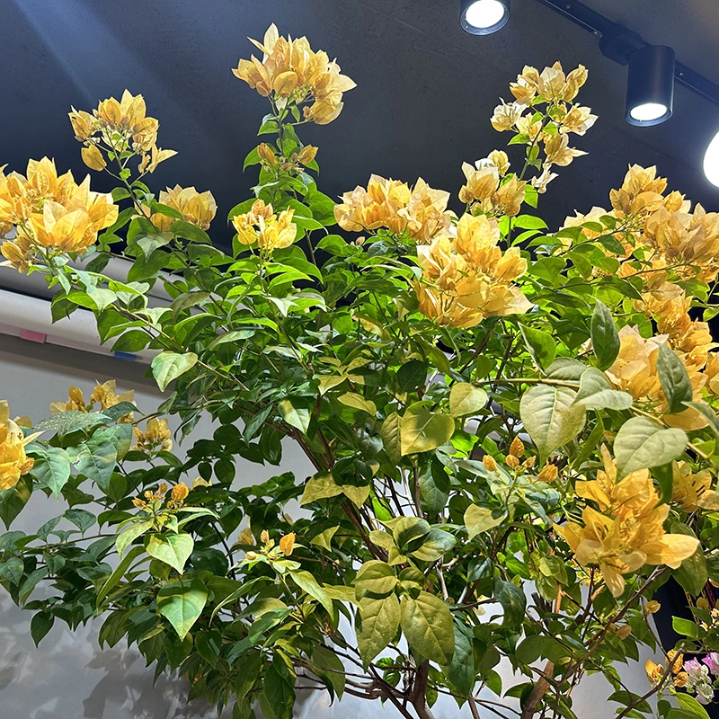 【王子的花园-晓玲】通用链接一物一拍 勤花老桩直播间截图为准