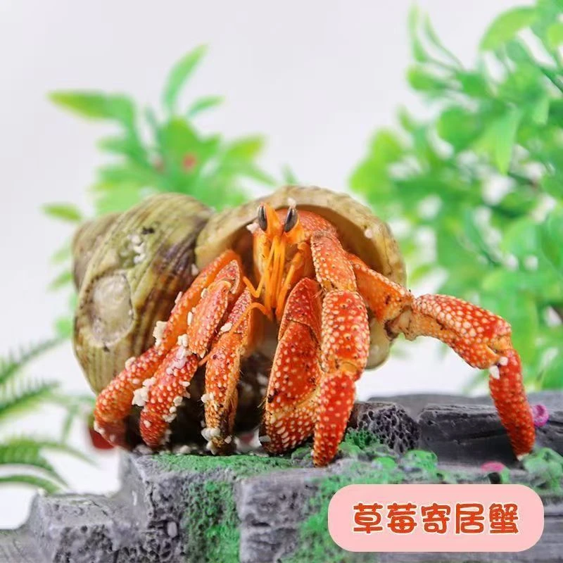 寄居蟹宠物小豆丁寄居蟹活体观赏蟹送礼蟹儿童节礼物桌面萌宠