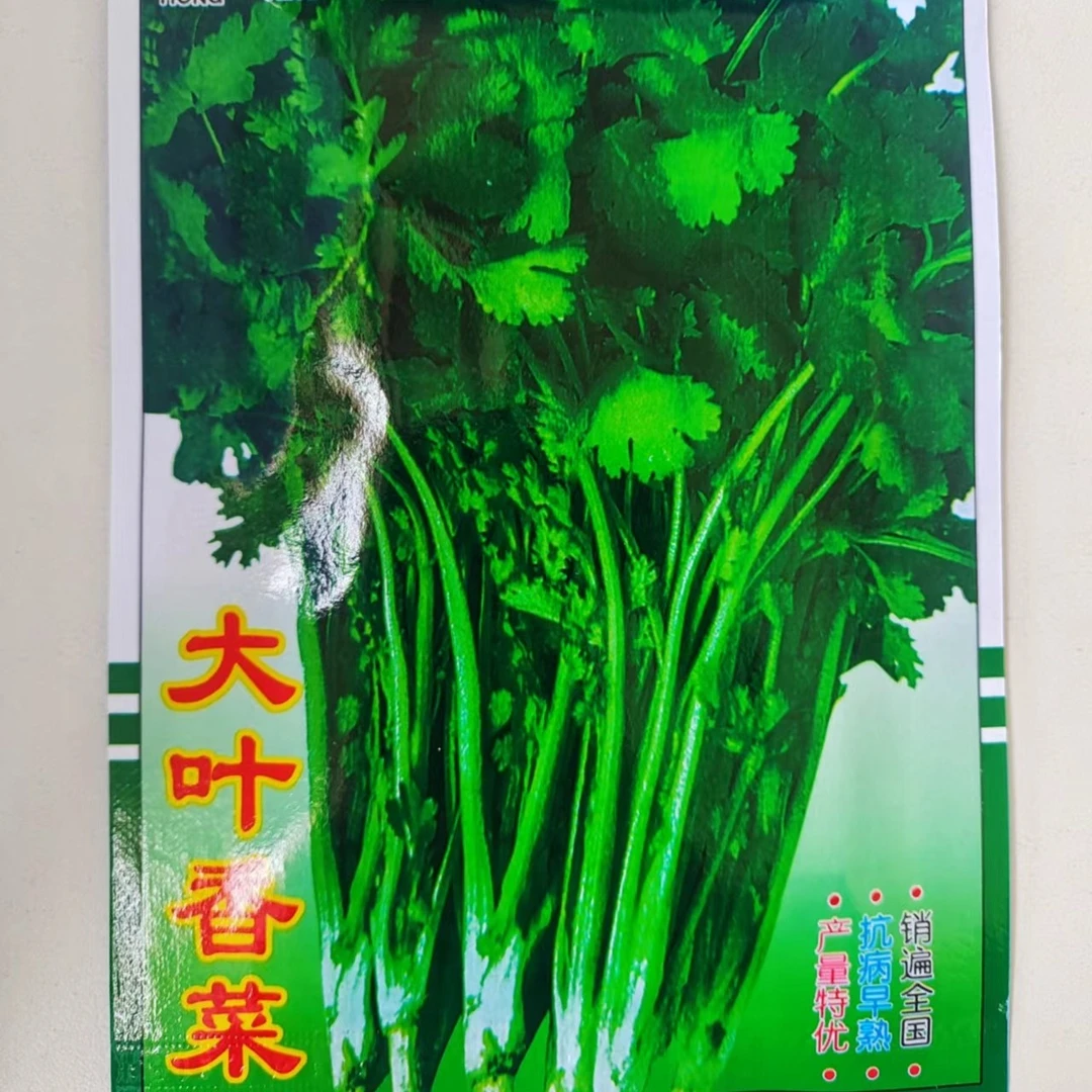 蔬菜种子 大叶香菜 长势强 耐寒 耐热 种植