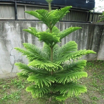 南洋松云杉南洋杉树苗 圣诞树花卉盆景盆栽四季盆栽种植常青很好