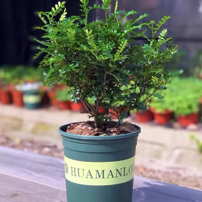清香木盆栽胡椒木苗带香味室内外办公桌面阳台庭院驱蚊植物好养活