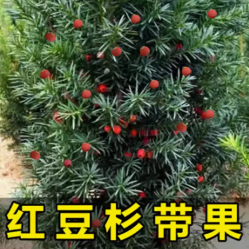 带果曼地亚红豆杉盆景室内盆栽别墅地栽大树耐寒红豆杉四季常青
