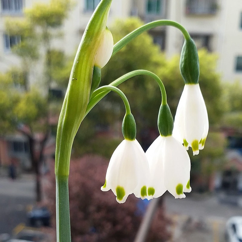新品进口雪片莲种球盆栽蓝铃花雪滴花四季花卉当年开花百合多年生