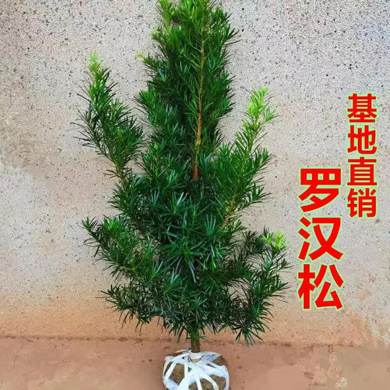 罗汉松树苗大树大小叶雀舌别墅庭院地栽盆栽耐寒绿植物大型造型树