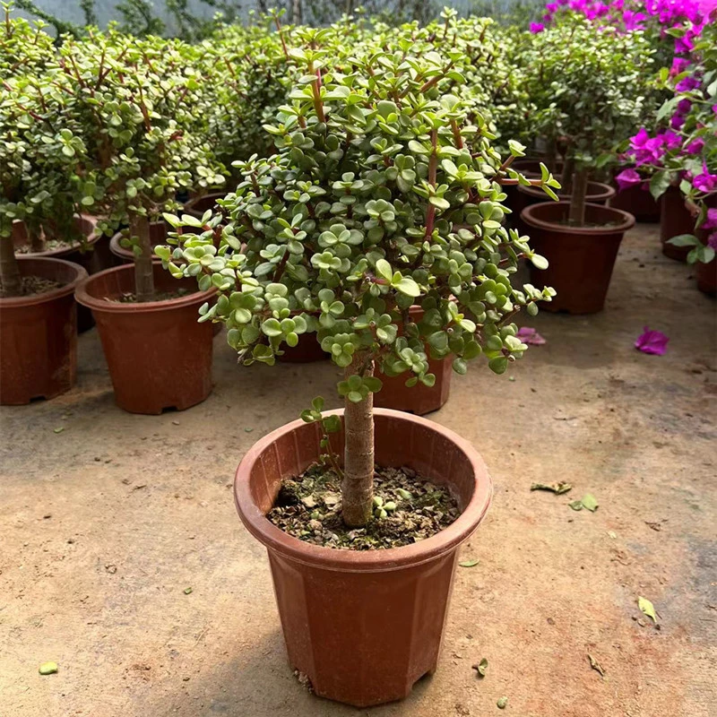 金枝玉叶盆栽盆景多肉老桩阳台室内办公室花卉绿植四季种植花卉