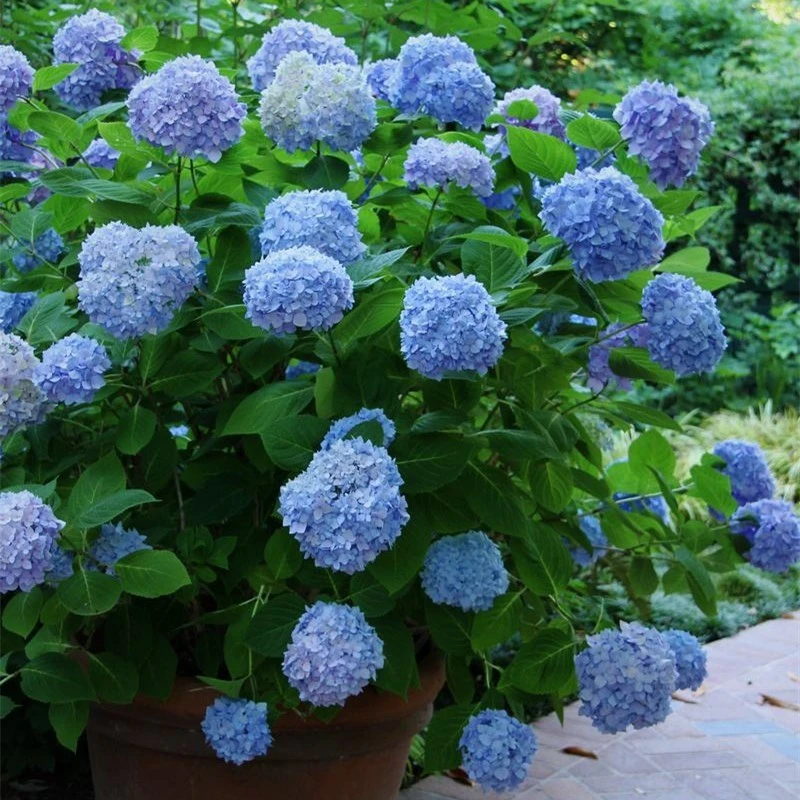 大花无尽夏绣球老桩花苗盆栽阳台室内外庭院八仙花卉浓香植物抗寒