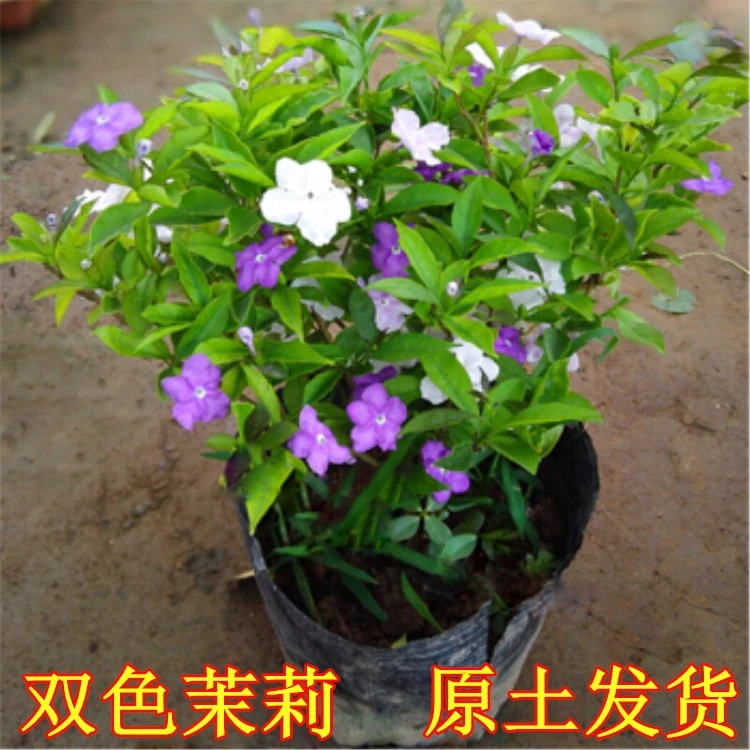 双色茉莉盆栽 双色花苗鸳鸯茉莉花阳台室内外盆栽芳香花当年开花