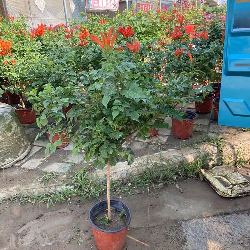 硬骨凌霄花盆栽阳台花园庭院四季开花好养攀爬带花苞炮仗花喇叭花