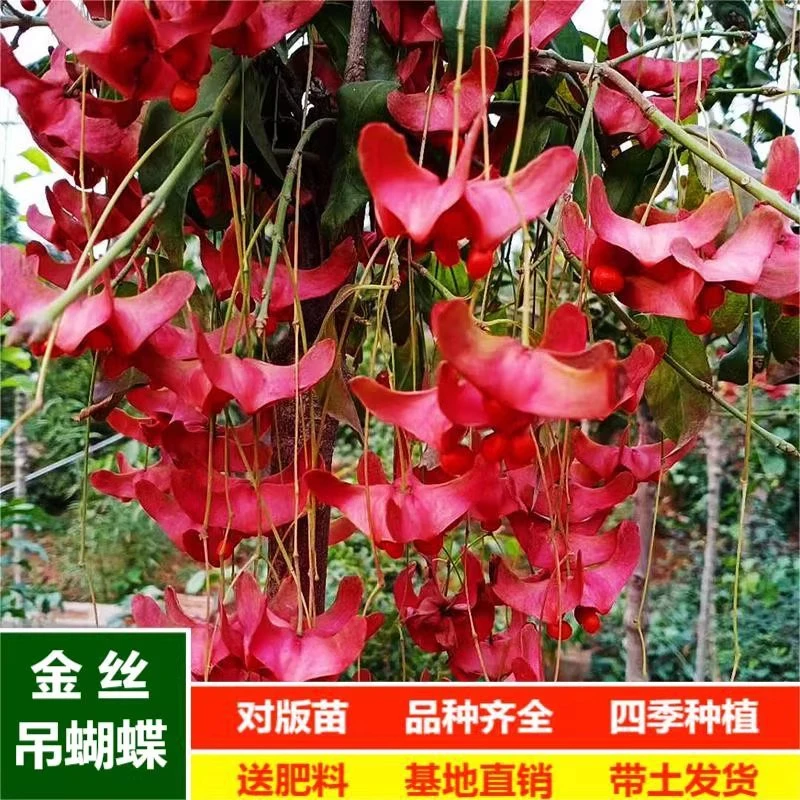 金丝吊蝴蝶树苗卫矛嫁接金线吊蝴蝶盆栽地栽花卉绿植开花庭院盆景