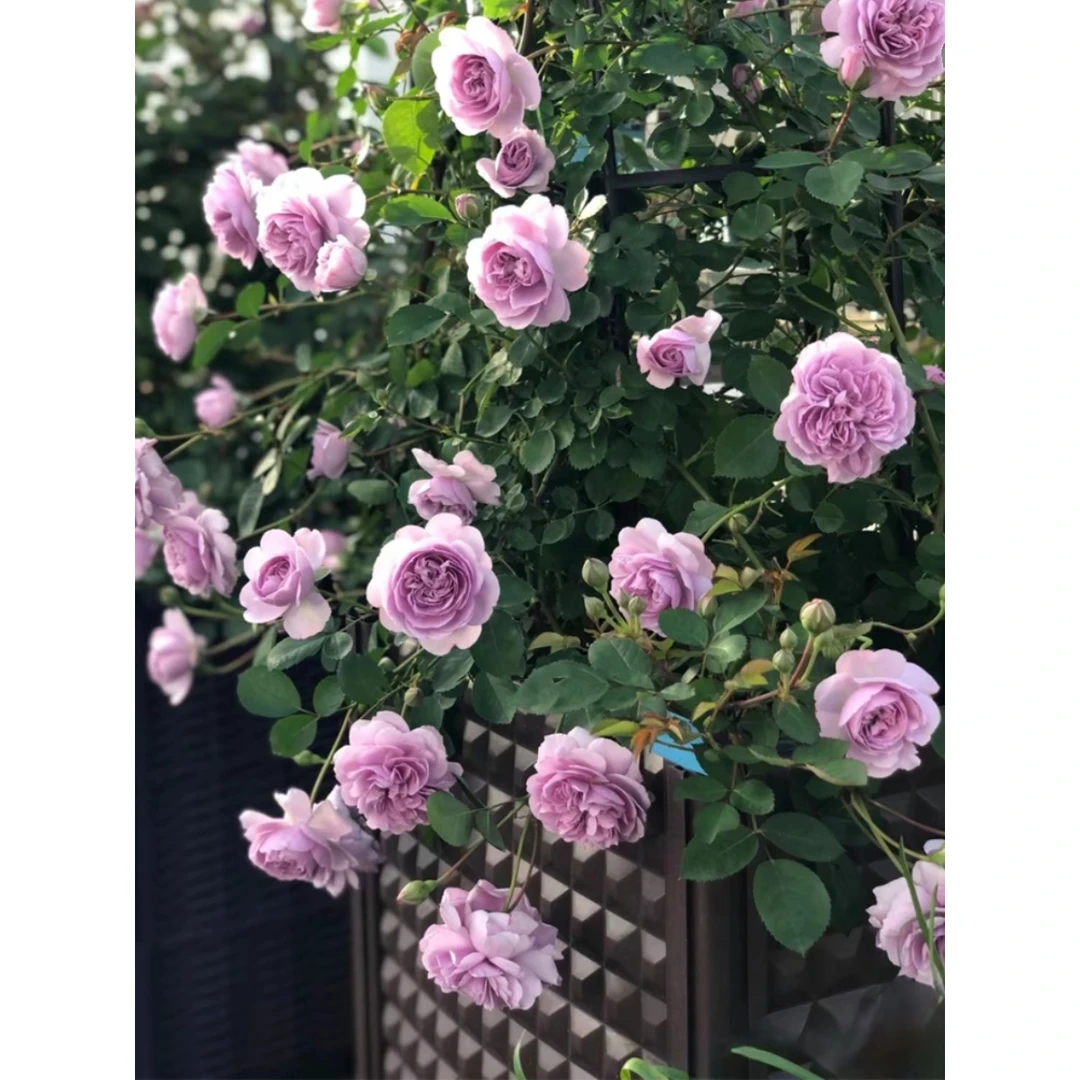 蓝色阴雨月季花苗阳台庭院藤本月季植物玫瑰蓝雨蔷薇花苗爬藤四季