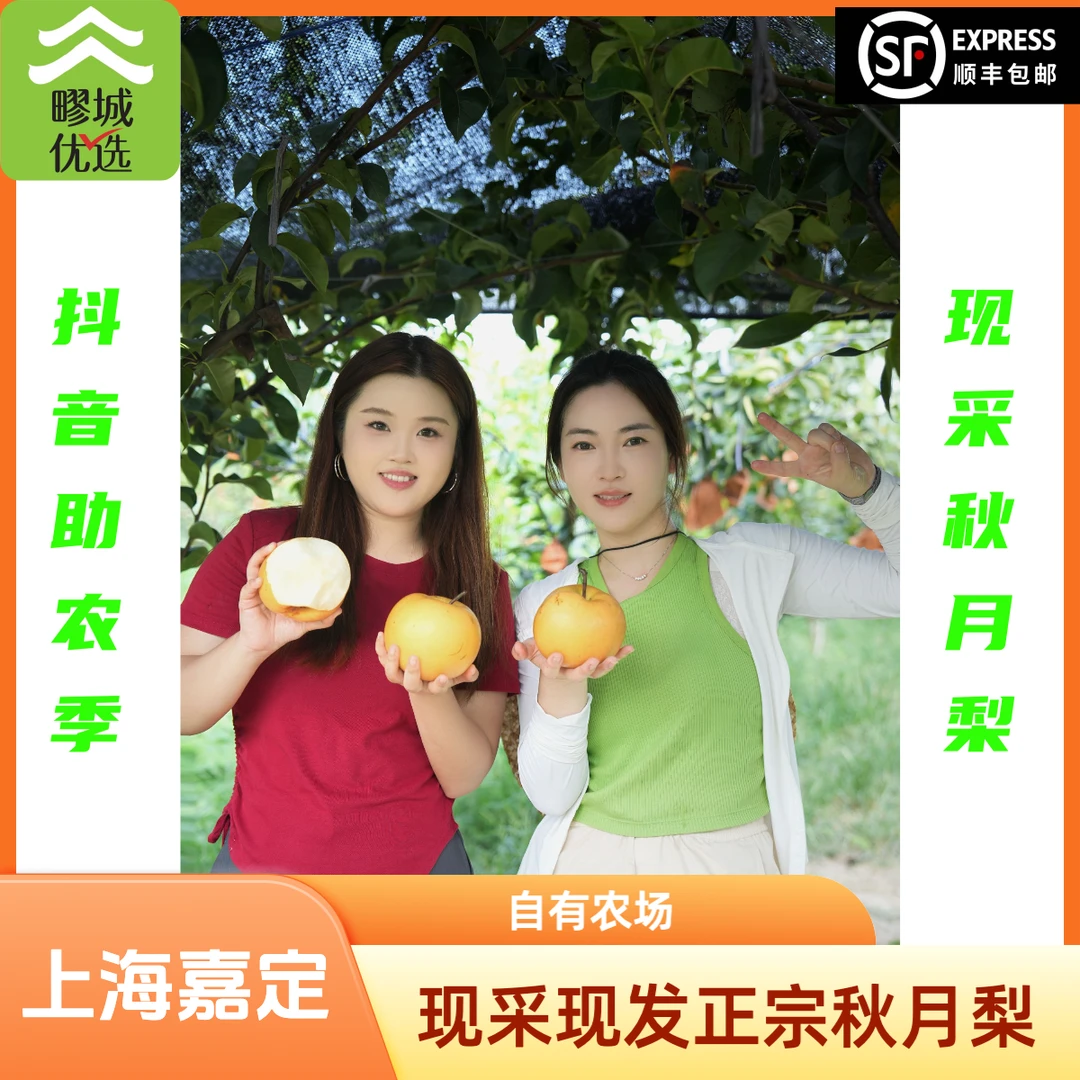 【疁城优选】上海嘉定农场直发新鲜采摘秋月梨自产秋月梨（顺丰直发）