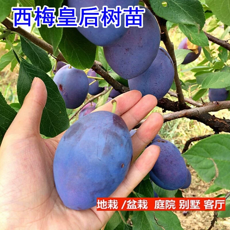 【女神西梅裸根苗】适合盆栽地栽阳台庭院南方北方种植基地直发包邮