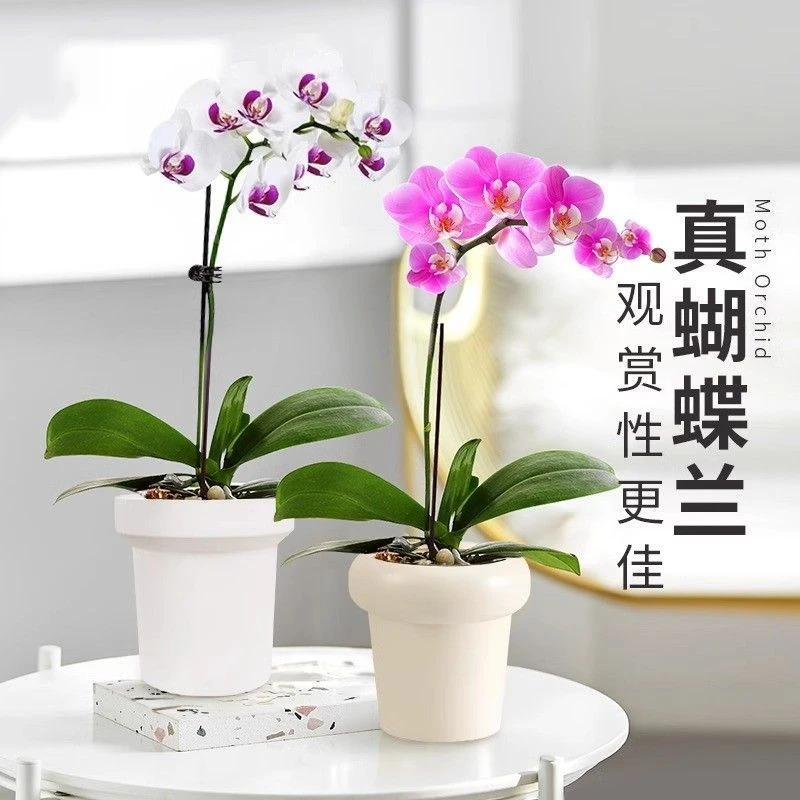 蝴蝶兰花苗带花剑带花苞盆栽兰花大苗客厅室内植物花卉四季好养活