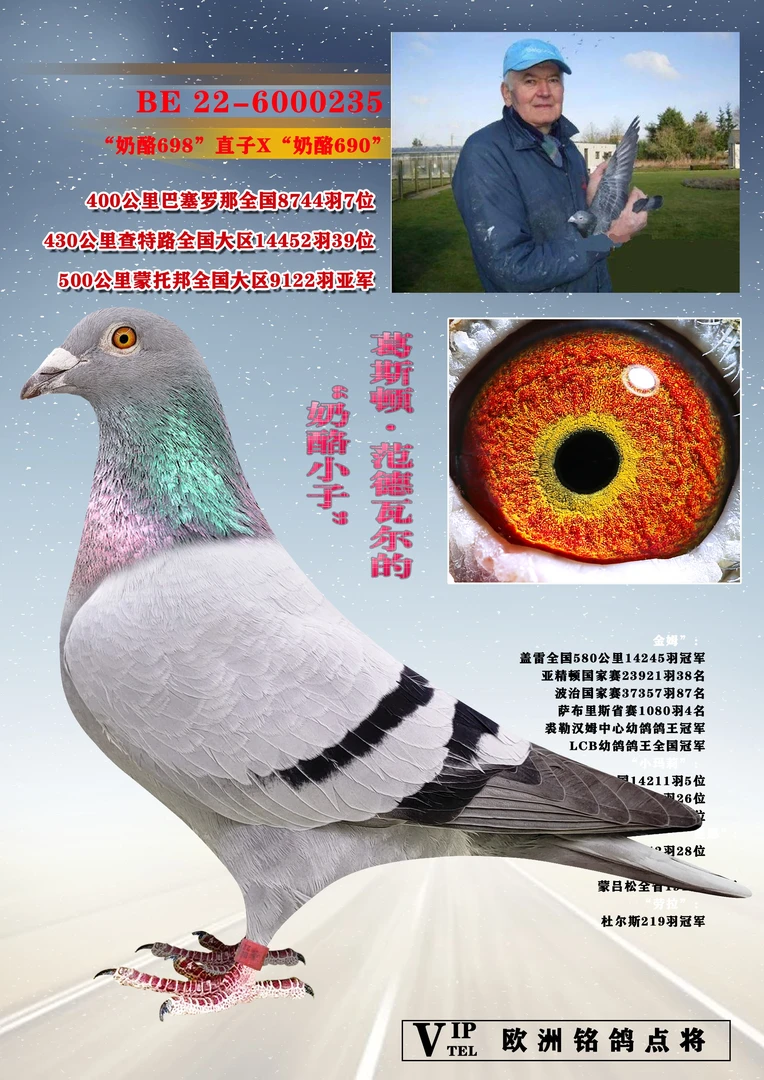 成绩血统信鸽奶酪利奥桑杰士幼鸽